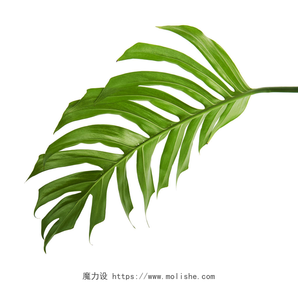 白色背景上的绿色叶子龟背竹美味叶或瑞士干酪植物, 热带叶子查出的白色背景, 与修剪路径